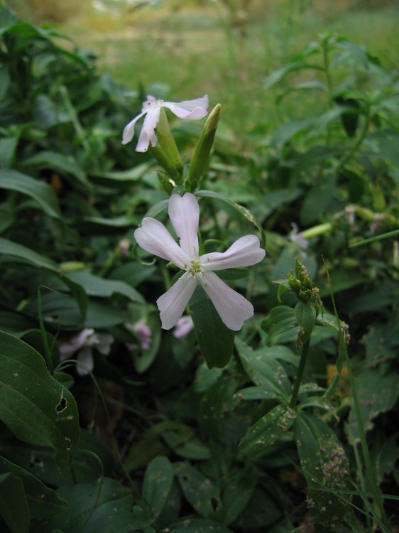 Saponaria officinalis